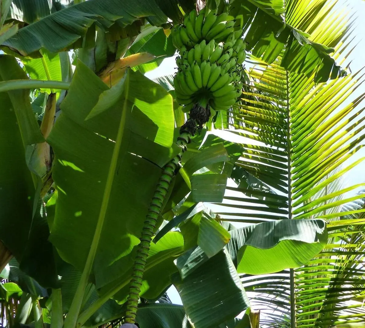 Villa Tortuga 4 Etoiles, St Francois Saint-Francois